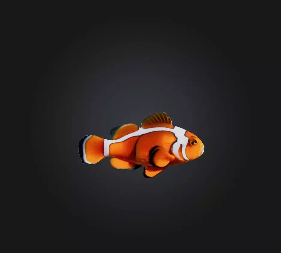 3D model Clownfish VR / AR / low-poly