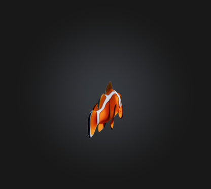 3D model Clownfish VR / AR / low-poly