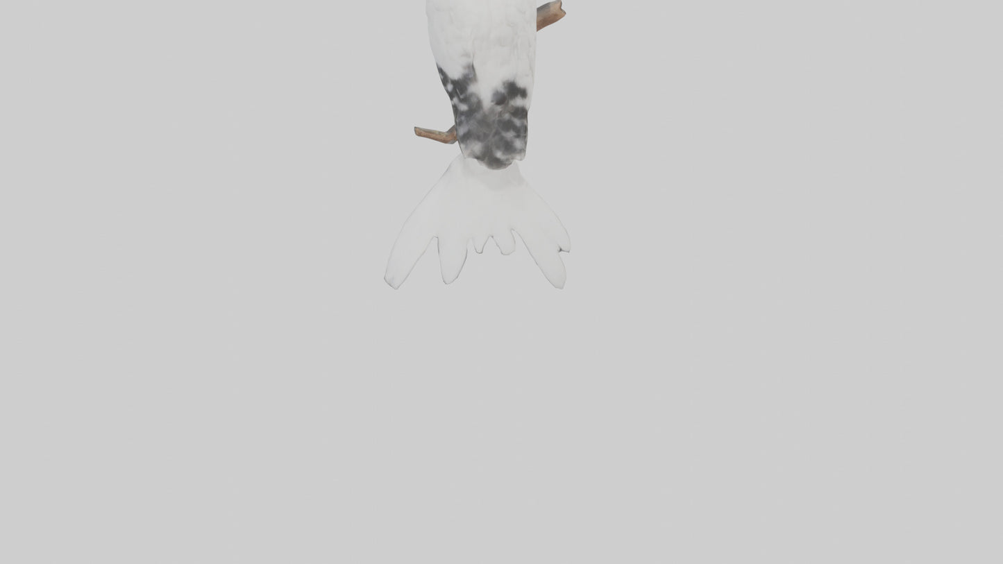 3D model Cockatiel singing model VR / AR / low-poly