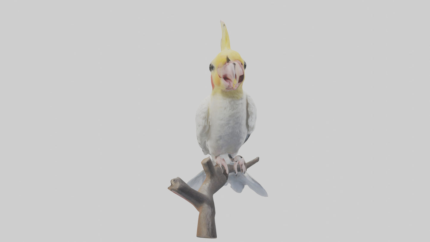 3D model Cockatiel singing model VR / AR / low-poly