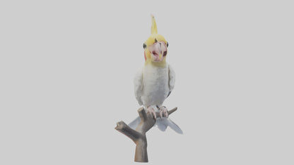 3D model Cockatiel singing model VR / AR / low-poly