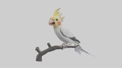 3D model Cockatiel singing model VR / AR / low-poly