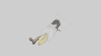 3D model Cockatiel singing model VR / AR / low-poly