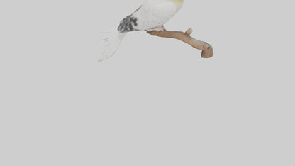 3D model Cockatiel singing model VR / AR / low-poly