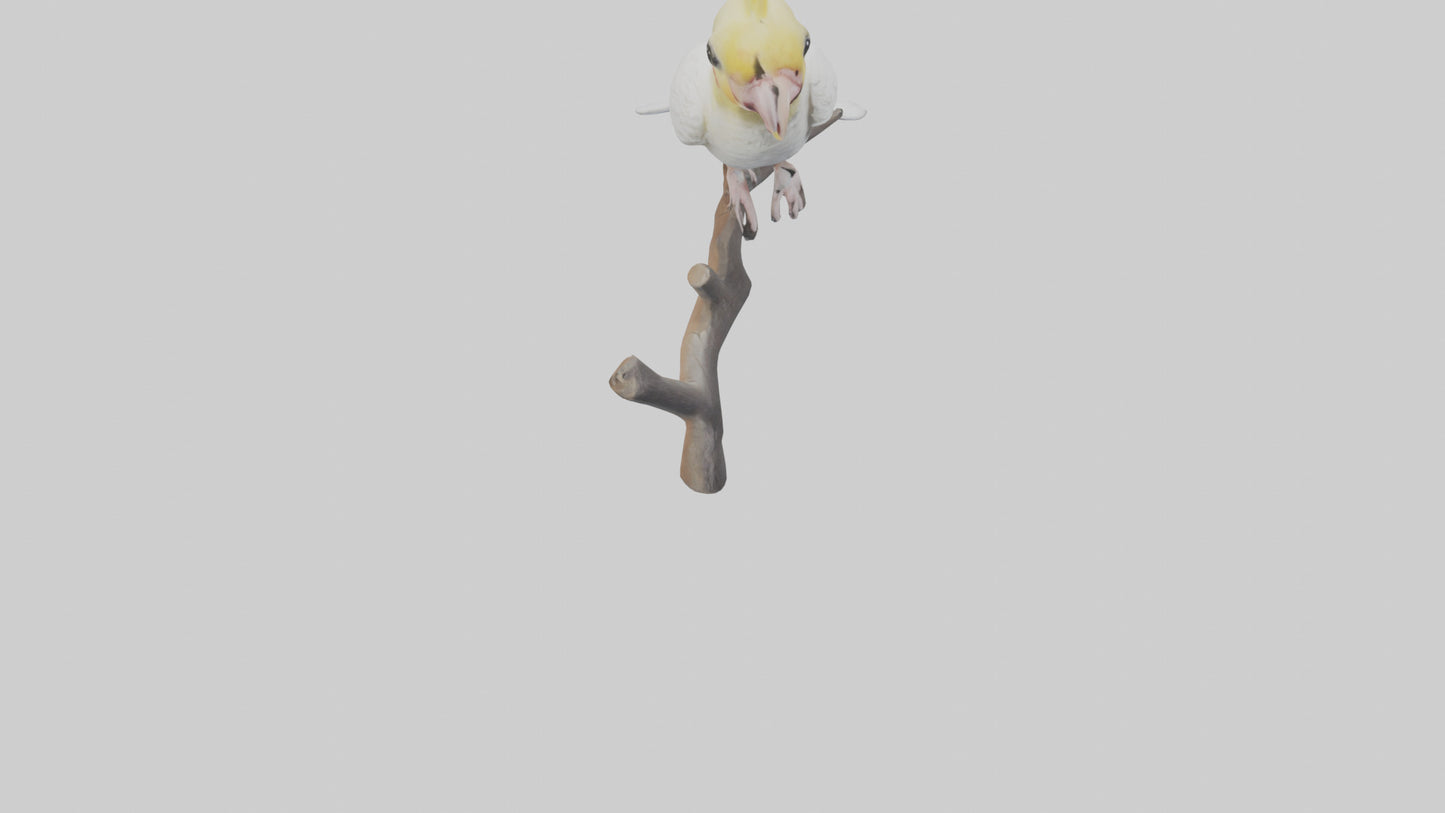 3D model Cockatiel singing model VR / AR / low-poly
