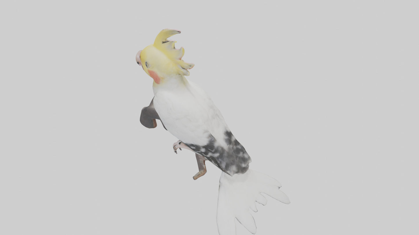 3D model Cockatiel singing model VR / AR / low-poly