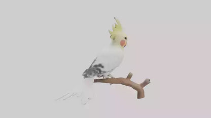 3D model Cockatiel singing model VR / AR / low-poly