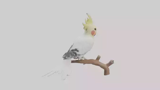 3D model Cockatiel singing model VR / AR / low-poly