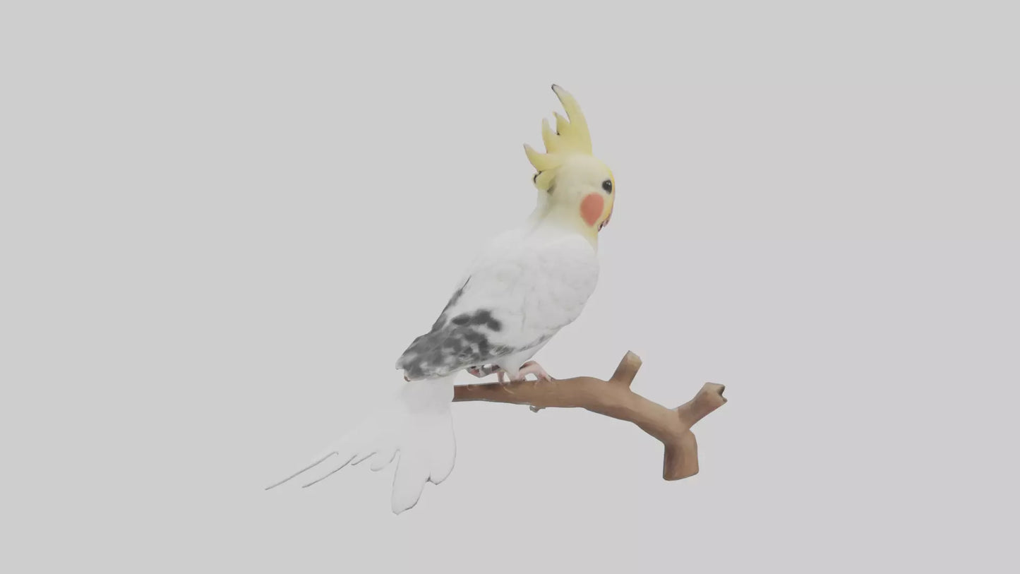 3D model Cockatiel singing model VR / AR / low-poly