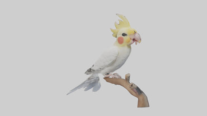 3D model Cockatiel singing model VR / AR / low-poly