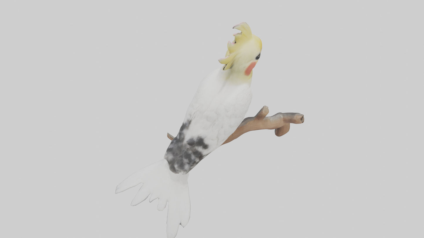 3D model Cockatiel singing model VR / AR / low-poly