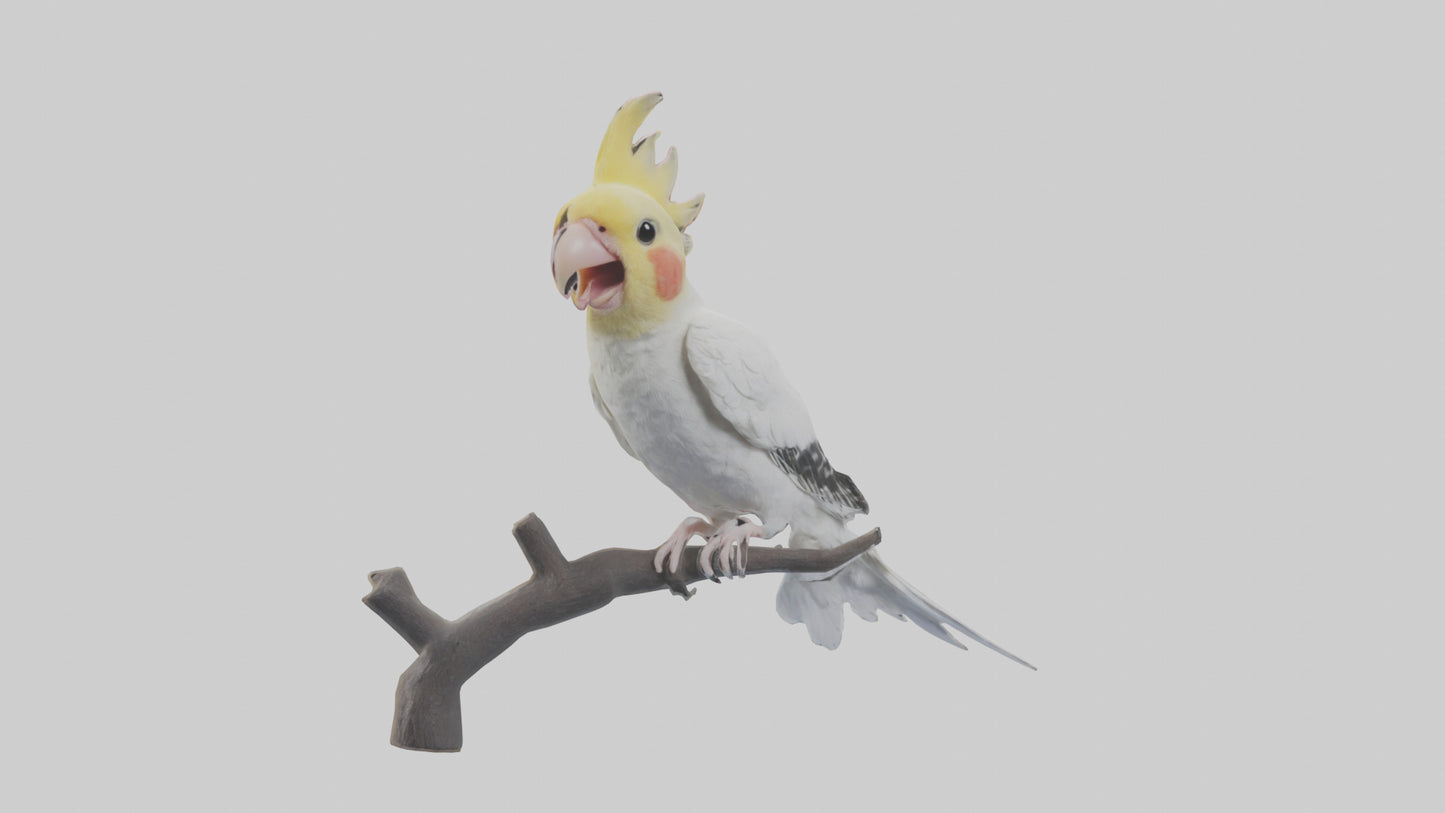 3D model Cockatiel singing model VR / AR / low-poly