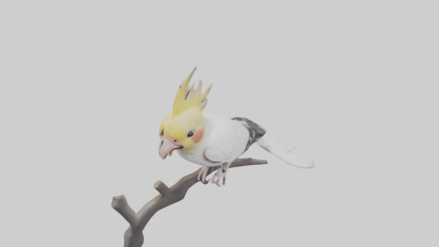 3D model Cockatiel singing model VR / AR / low-poly