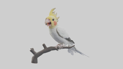 3D model Cockatiel singing model VR / AR / low-poly