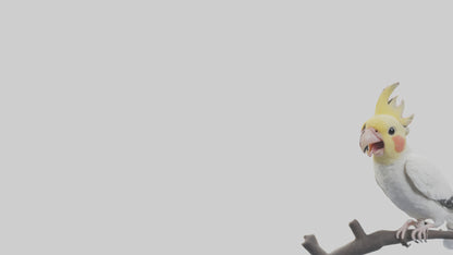 3D model Cockatiel singing model VR / AR / low-poly