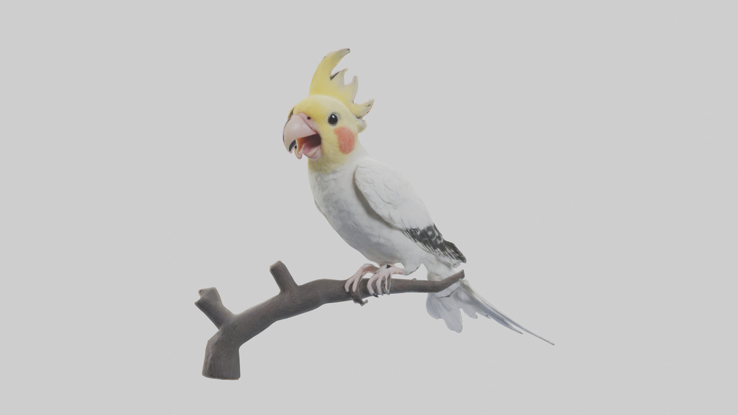 3D model Cockatiel singing model VR / AR / low-poly