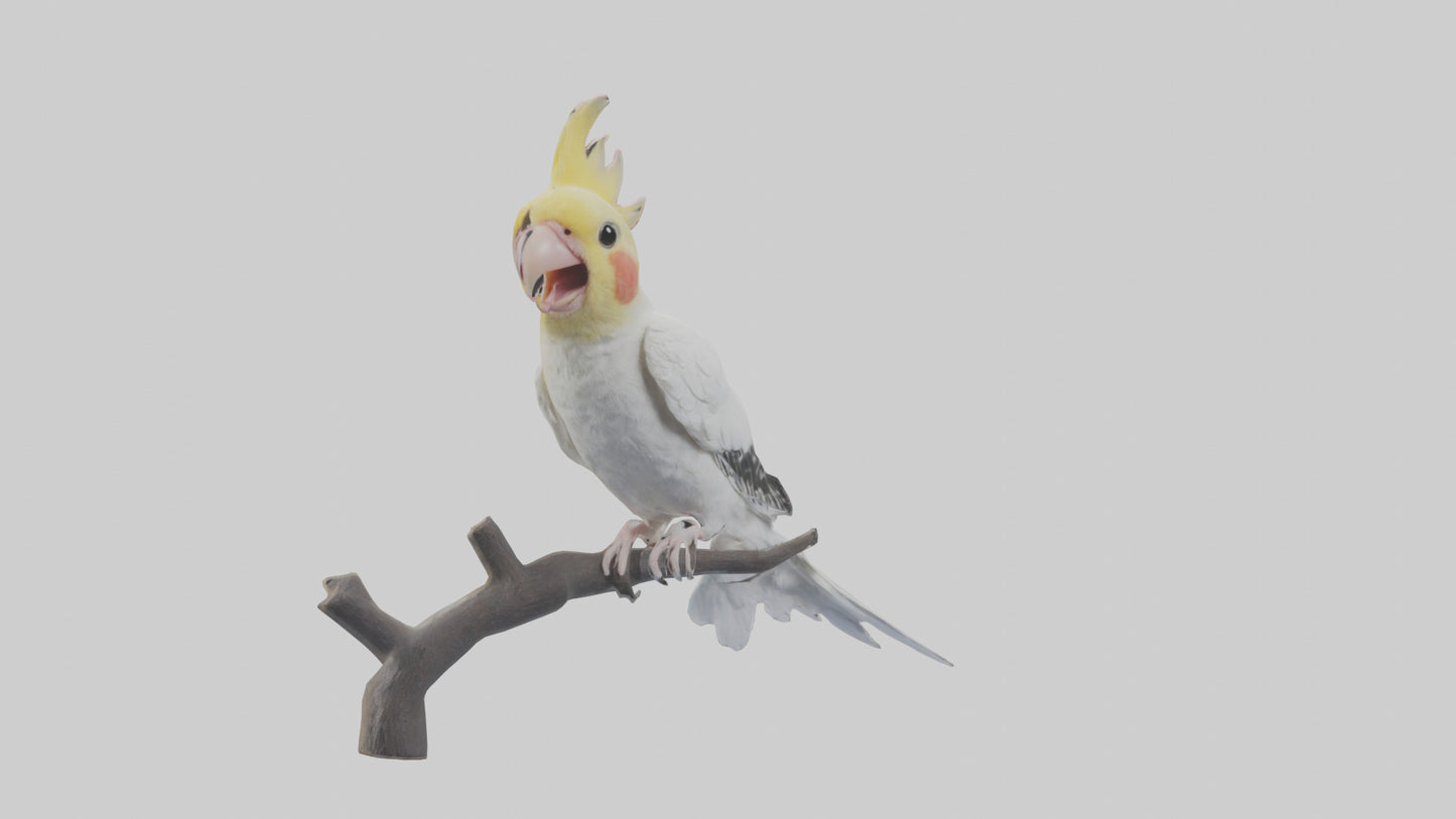3D model Cockatiel singing model VR / AR / low-poly