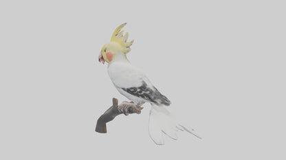 3D model Cockatiel singing model VR / AR / low-poly