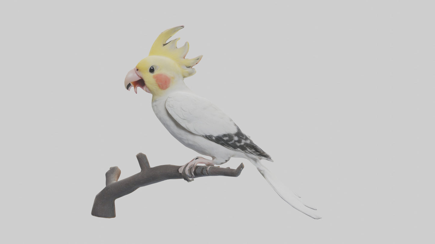 3D model Cockatiel singing model VR / AR / low-poly