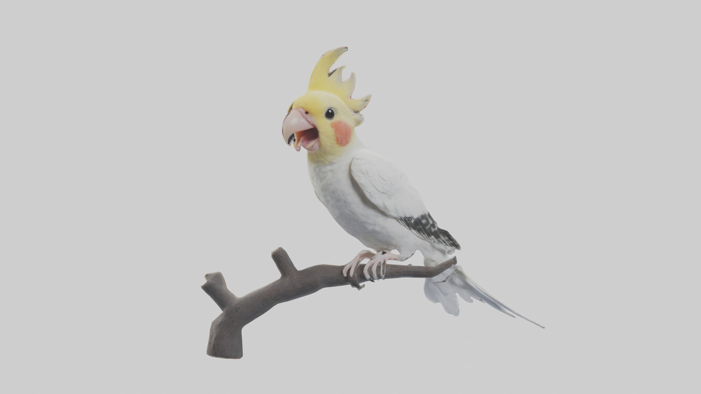 3D model Cockatiel singing model VR / AR / low-poly