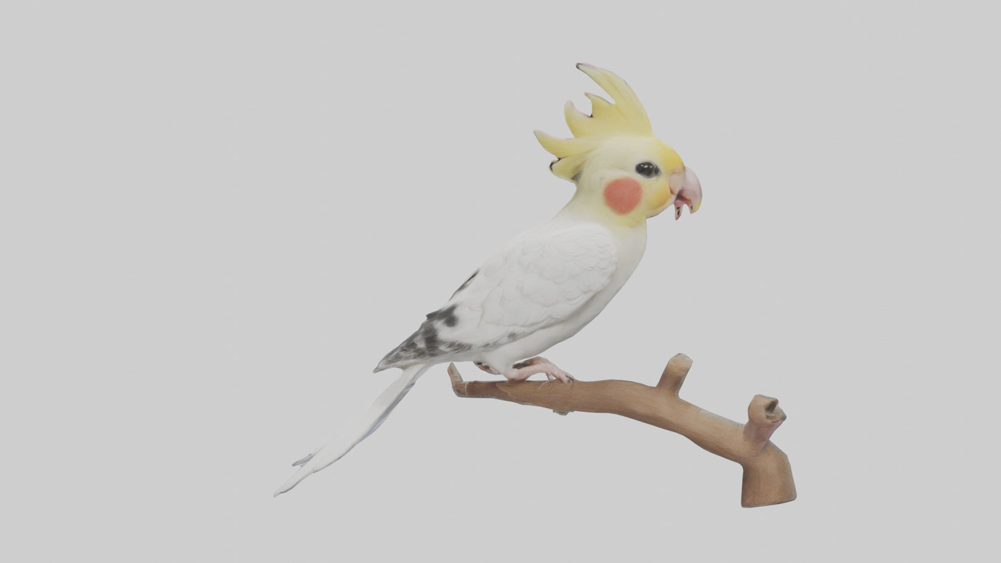 3D model Cockatiel singing model VR / AR / low-poly