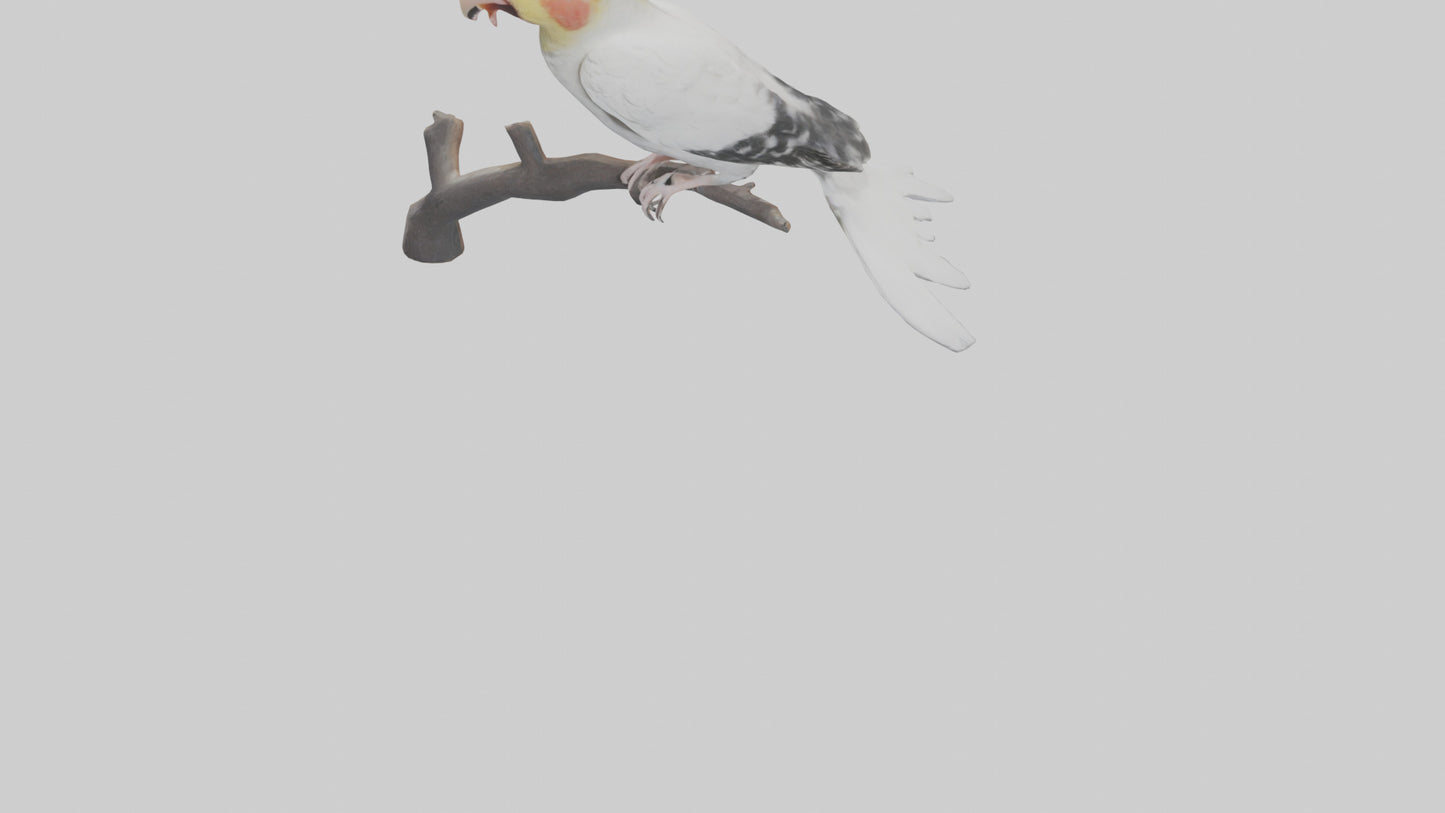 3D model Cockatiel singing model VR / AR / low-poly