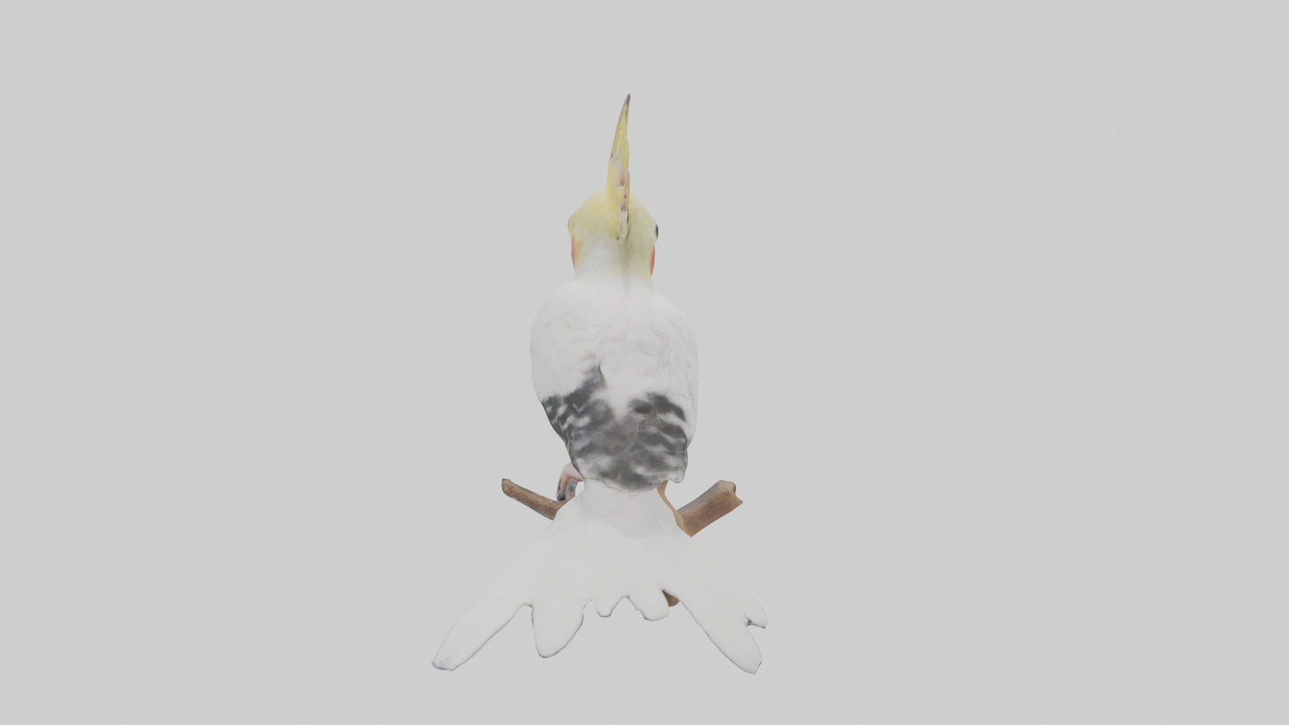 3D model Cockatiel singing model VR / AR / low-poly