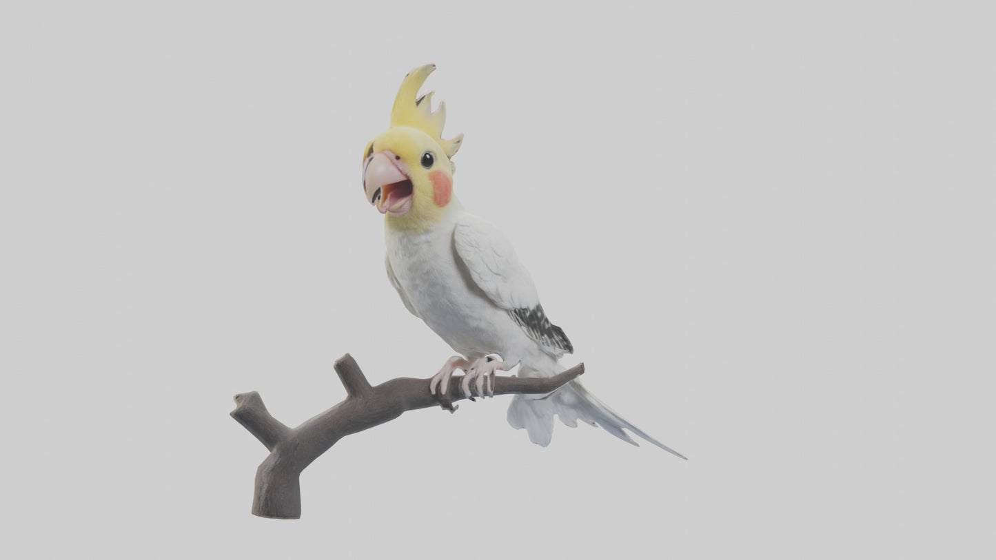 3D model Cockatiel singing model VR / AR / low-poly