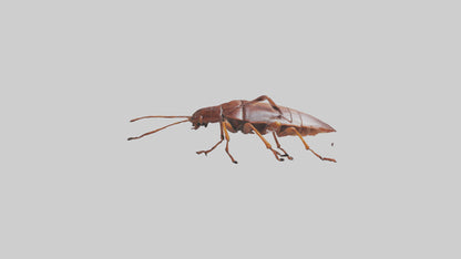 3D model Cockroach scurrying model VR / AR / low-poly