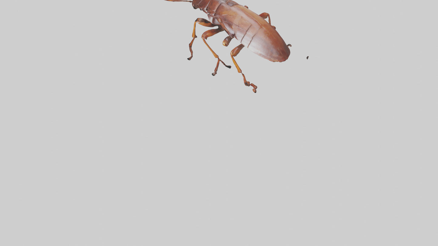 3D model Cockroach scurrying model VR / AR / low-poly