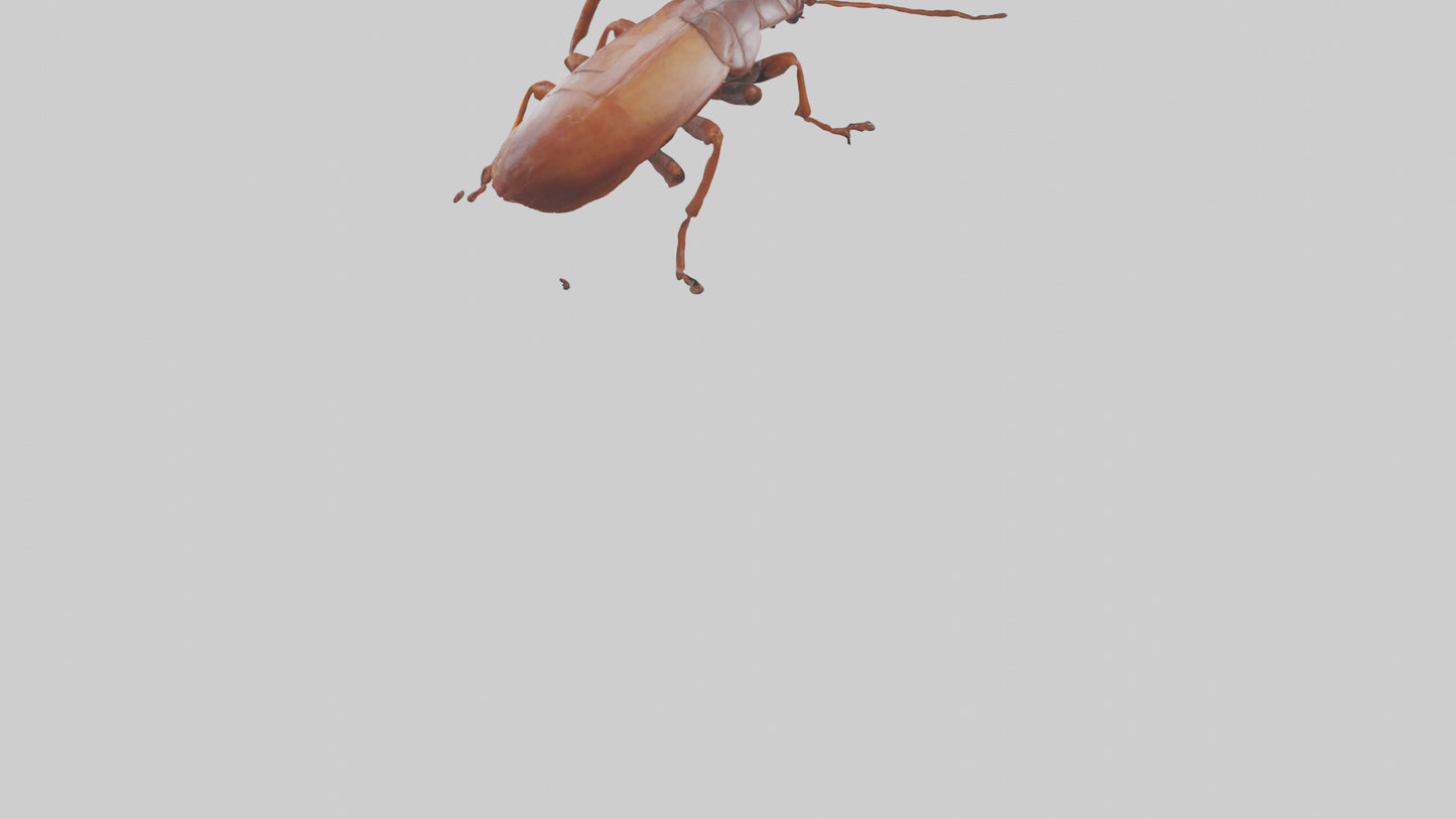 3D model Cockroach scurrying model VR / AR / low-poly