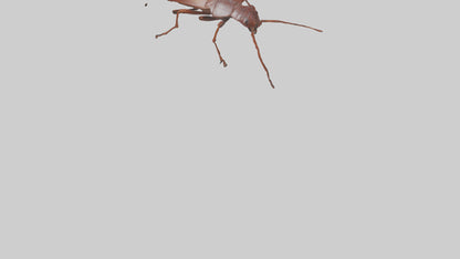 3D model Cockroach scurrying model VR / AR / low-poly