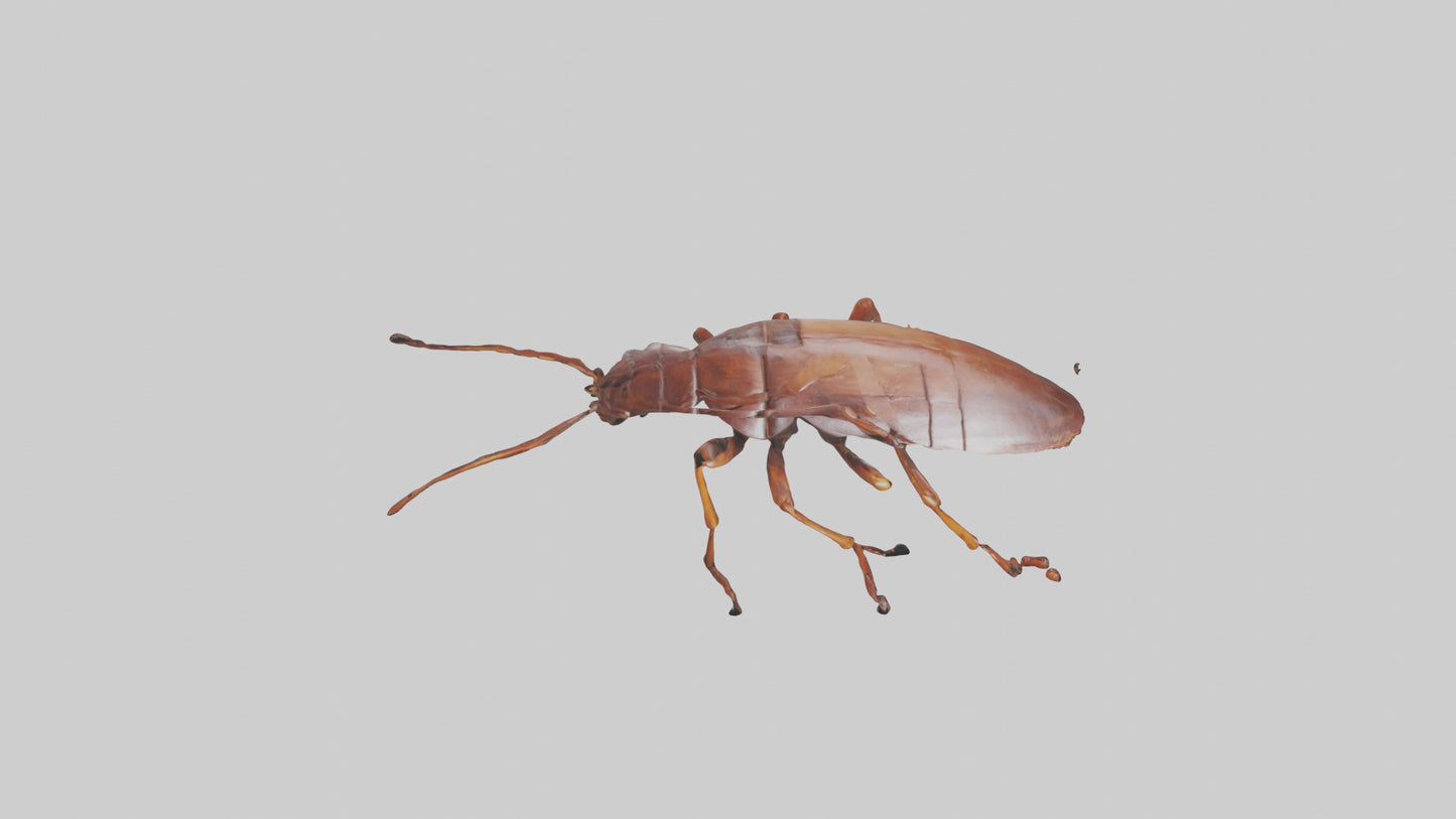 3D model Cockroach scurrying model VR / AR / low-poly