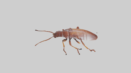 3D model Cockroach scurrying model VR / AR / low-poly