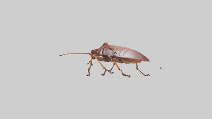 3D model Cockroach scurrying model VR / AR / low-poly