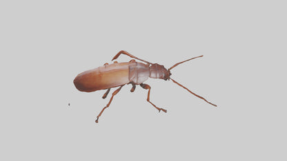 3D model Cockroach scurrying model VR / AR / low-poly