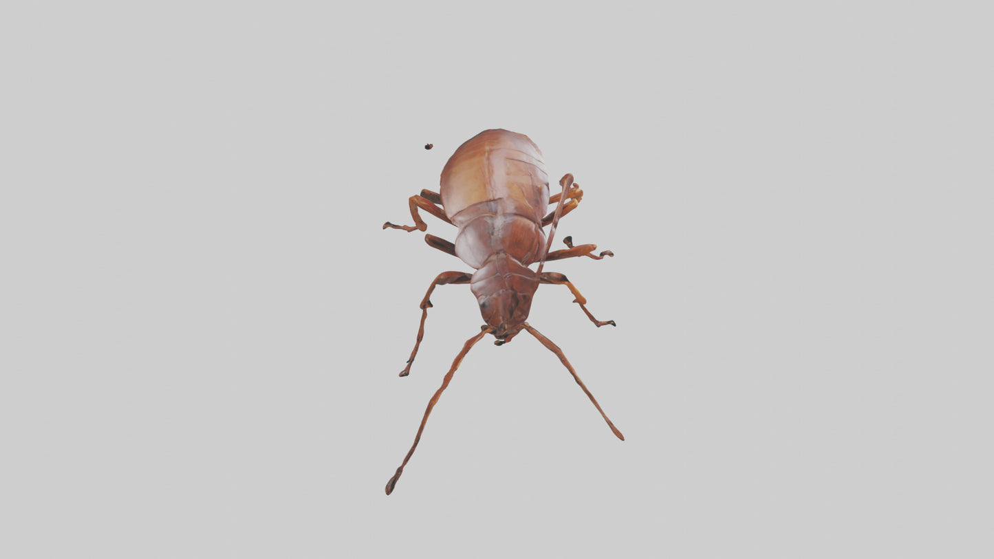 3D model Cockroach scurrying model VR / AR / low-poly