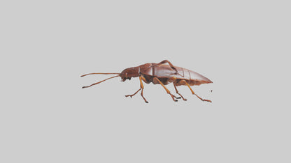 3D model Cockroach scurrying model VR / AR / low-poly