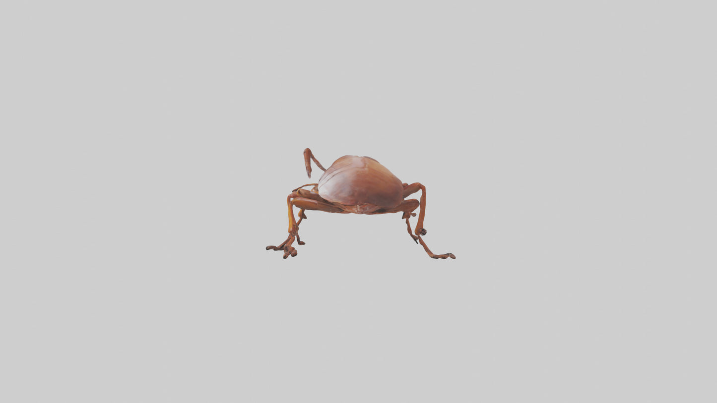 3D model Cockroach scurrying model VR / AR / low-poly