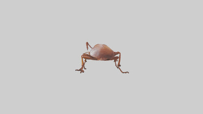 3D model Cockroach scurrying model VR / AR / low-poly