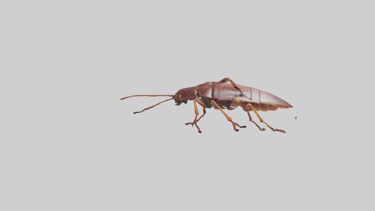 3D model Cockroach scurrying model VR / AR / low-poly