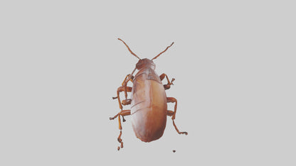 3D model Cockroach scurrying model VR / AR / low-poly