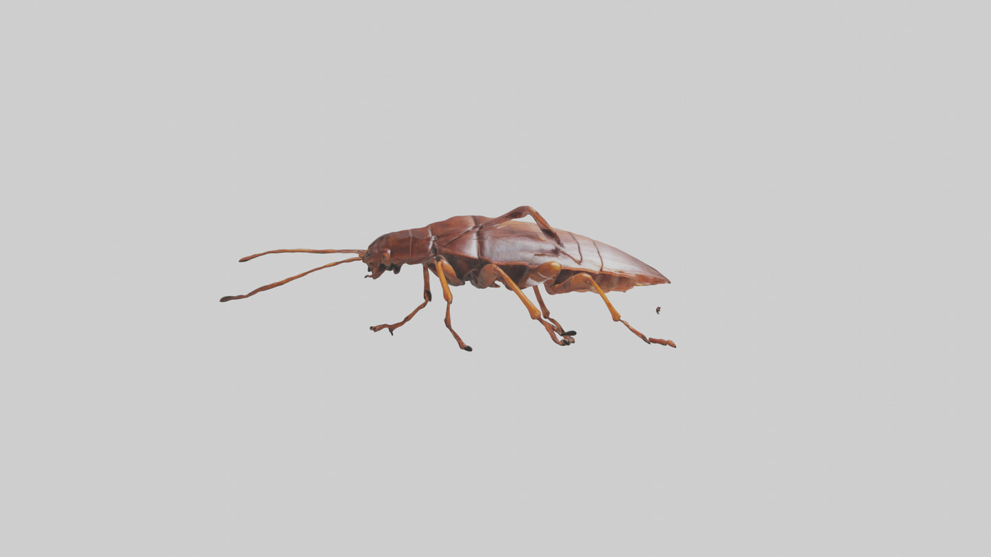 3D model Cockroach scurrying model VR / AR / low-poly