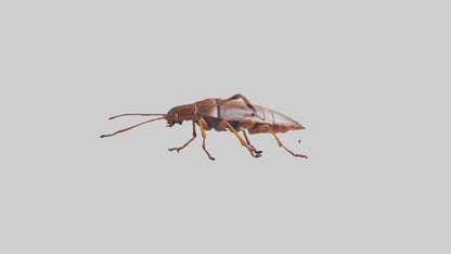 3D model Cockroach scurrying model VR / AR / low-poly