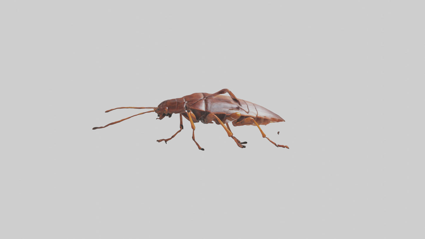 3D model Cockroach scurrying model VR / AR / low-poly