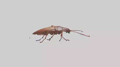 3D model Cockroach scurrying model VR / AR / low-poly