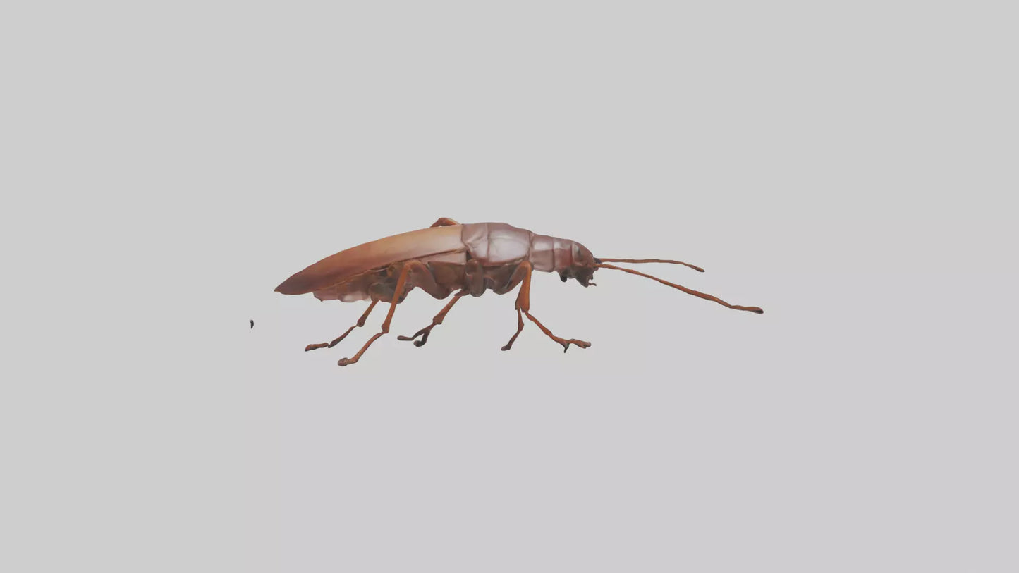 3D model Cockroach scurrying model VR / AR / low-poly