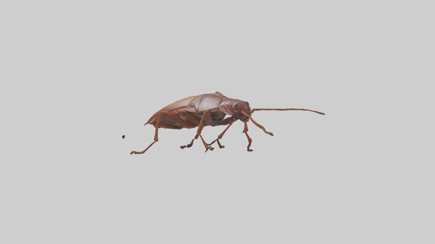 3D model Cockroach scurrying model VR / AR / low-poly