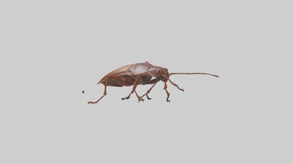 3D model Cockroach scurrying model VR / AR / low-poly