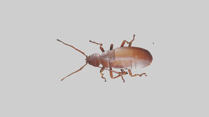 3D model Cockroach scurrying model VR / AR / low-poly